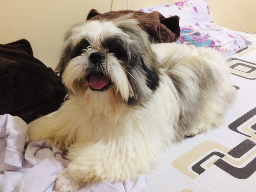 Cachorrinho que atende por ‘Tito’ sumiu no Bairro Universitário
