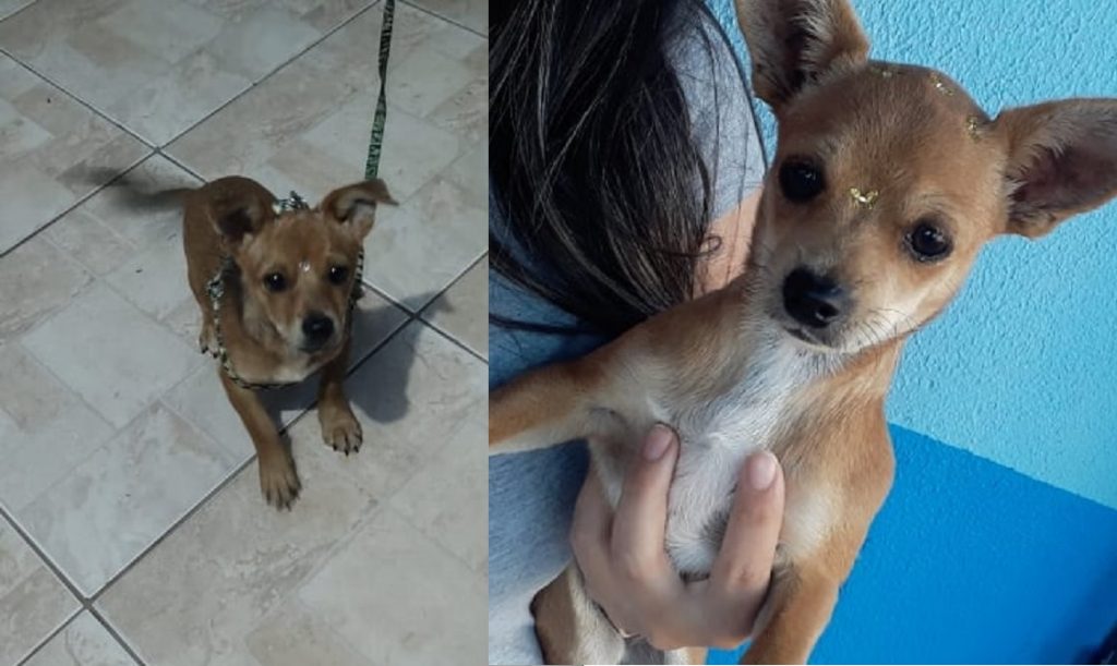 Internauta pede ajuda para localizar suas duas cachorrinhas de estimação