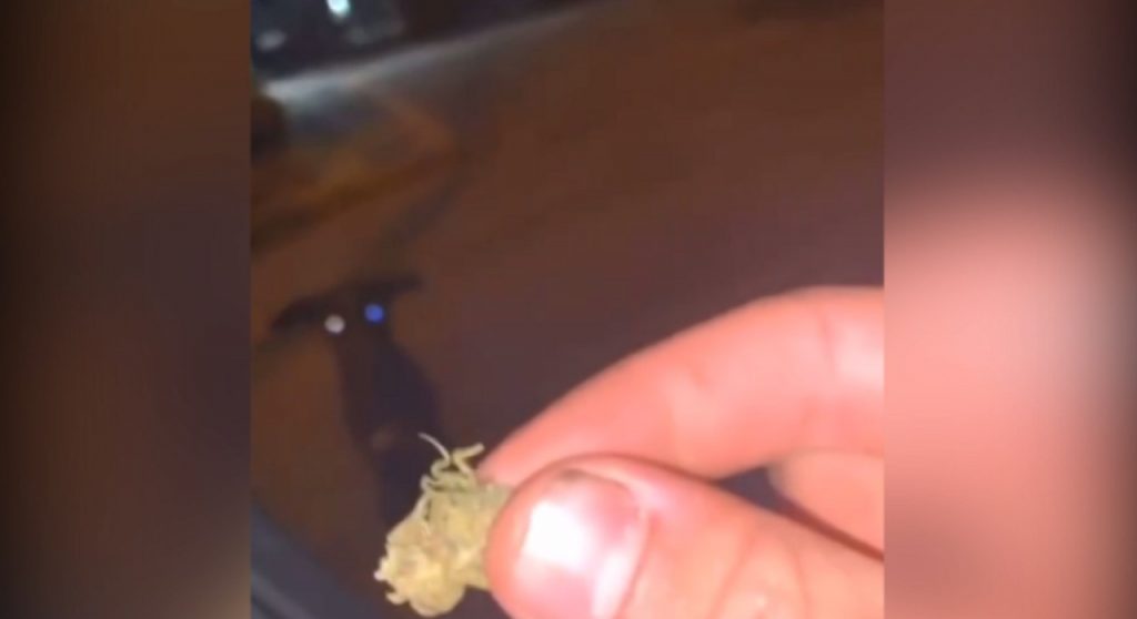 Lamentável: vídeo mostra indivíduos dando maconha para cachorrinho em via pública