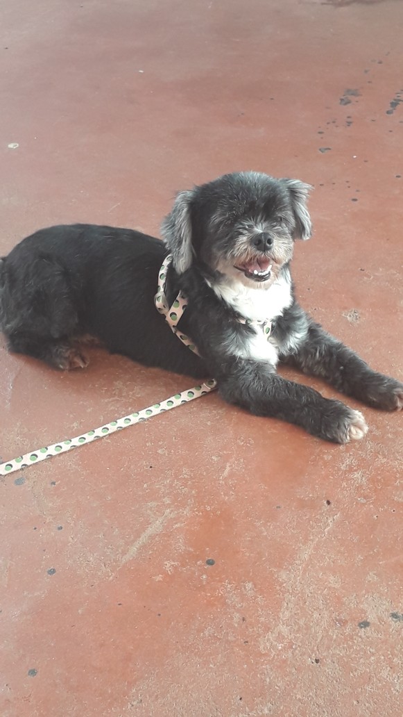 Belinha desapareceu de residência no Bairro Santo Onofre Imagem referente a Belinha desapareceu de residência no Bairro Santo Onofre