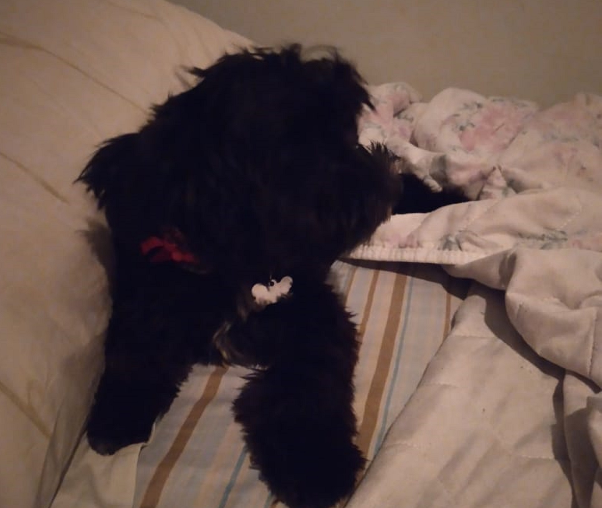 Cachorrinho de oito meses desapareceu e deixou criança de cinco anos desesperada; mãe pede ajuda Imagem referente a Cachorrinho de oito meses desapareceu e deixou criança de cinco anos desesperada; mãe pede ajuda