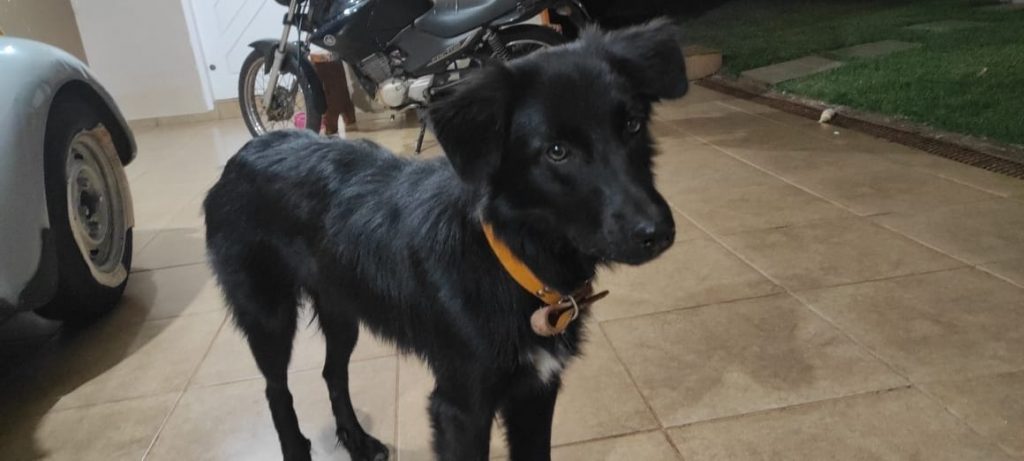 Cachorro foi encontrado nas proximidades da Avenida Barão do Rio Branco, no Bairro São Cristóvão Cachorro foi encontrado nas proximidades da Avenida Barão do Rio Branco, no Bairro São Cristóvão