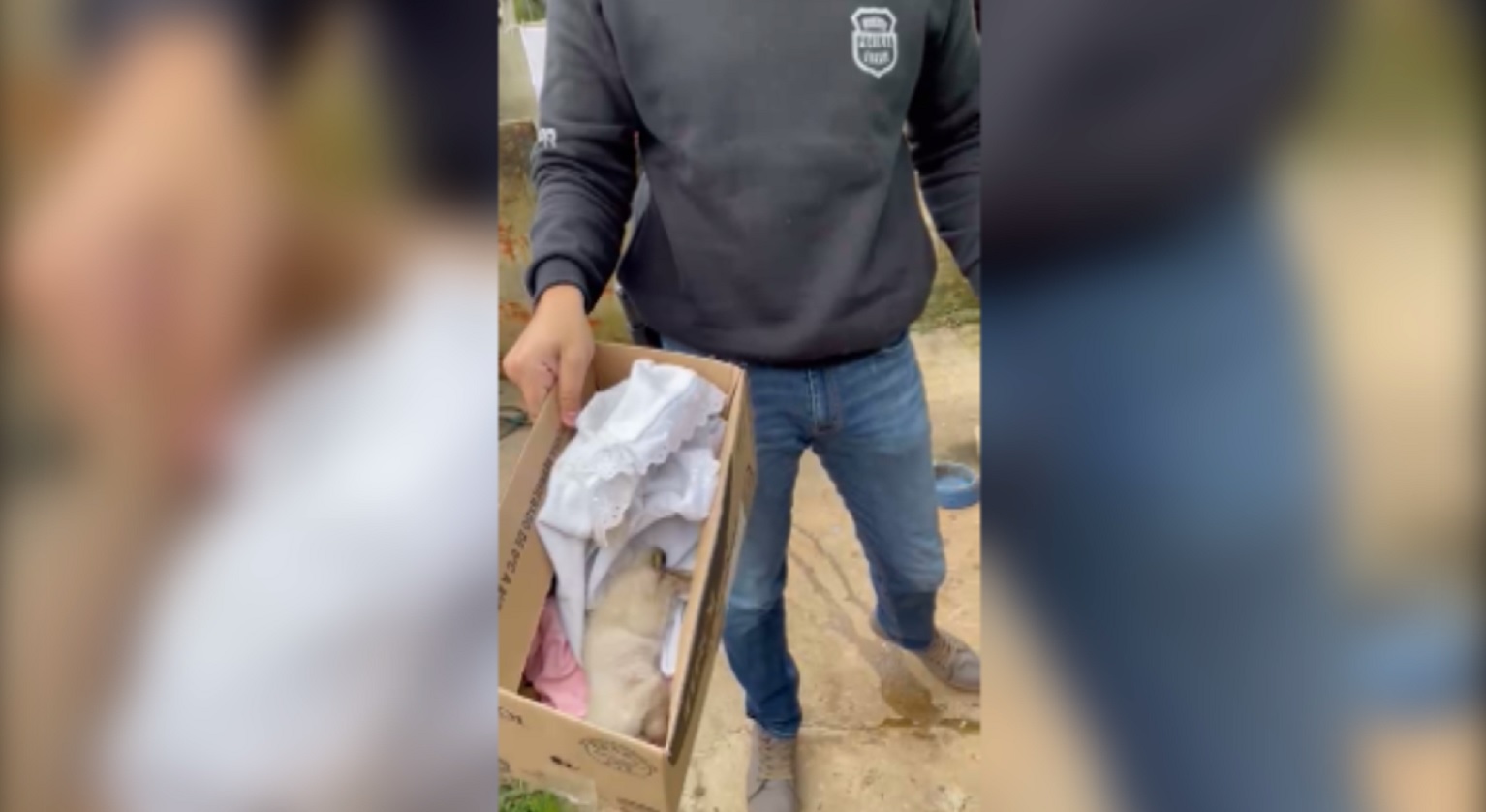 Delegado diz que ao checar denúncia de maus-tratos a cachorro, foram encontrados outros animais e um gato morto Imagem referente a Delegado diz que ao checar denúncia de maus-tratos a cachorro, foram encontrados outros animais e um gato morto