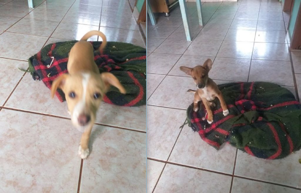 Internauta tem duas cachorrinhas para doação