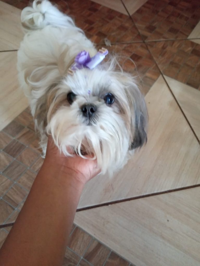 Cachorrinha foi encontrada no Cidade Verde