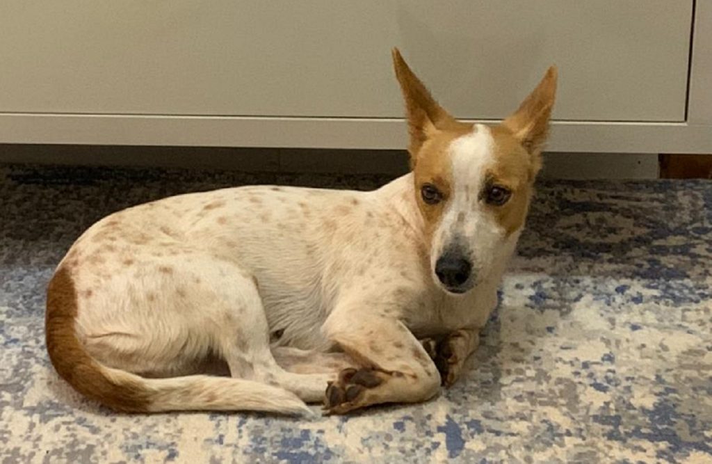 Internauta localiza cachorra e tenta encontrar o dono