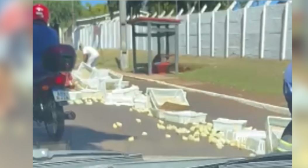 Pintinhos ficam caídos em frente à Globoaves após incidente com caminhão Imagem referente a Pintinhos ficam caídos em frente à Globoaves após incidente com caminhão