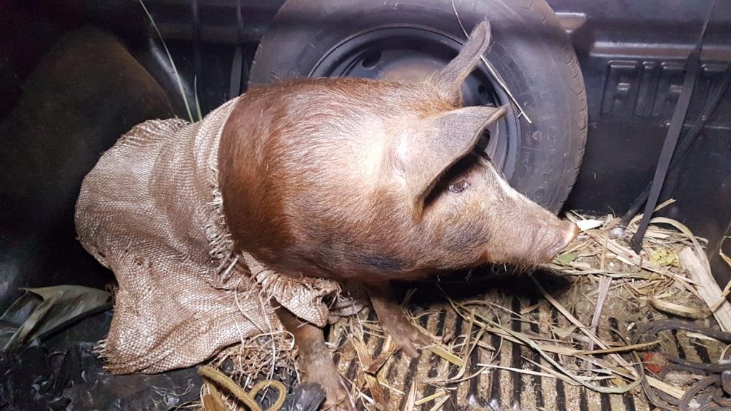 Homem oferece animais furtados a policial militar da reserva e acaba preso na comunidade São Salvador