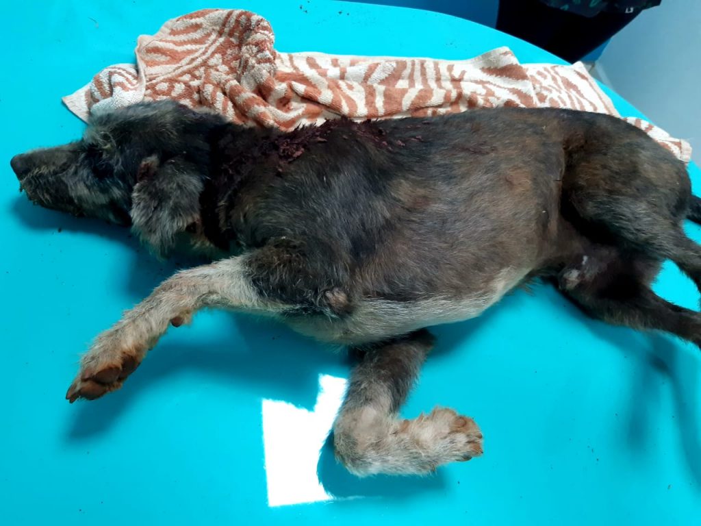 Internauta pede ajuda para pagar tratamento de cãozinho que foi encontrado ferido no Florais do Paraná