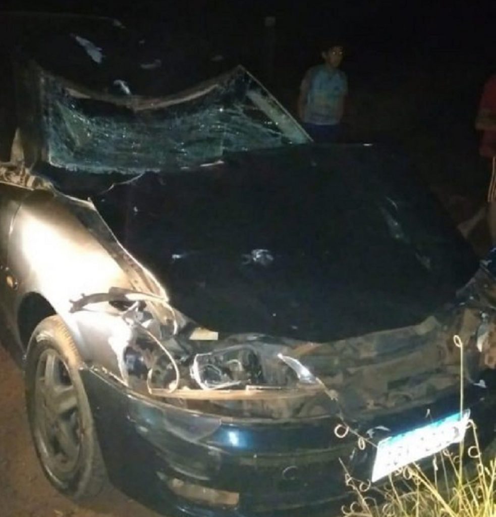 Boi causa acidente na rodovia entre Santa Helena e São José das Palmeiras