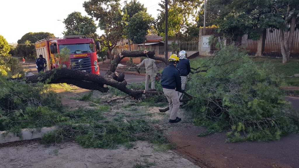 Árvore cai e interdita trecho da Rua São Roque, no Bairro Morumbi; Bombeiros foram mobilizados