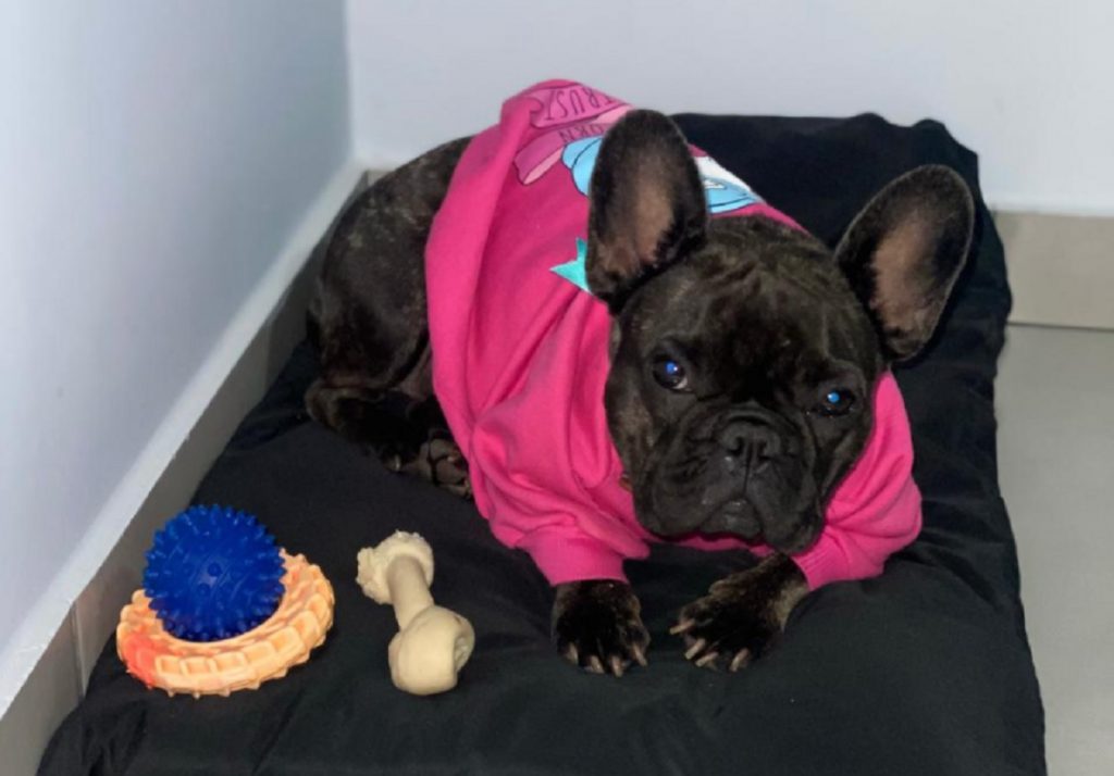 Cachorrinha ‘Mel’ sumiu na região do Bairro Parque Verde