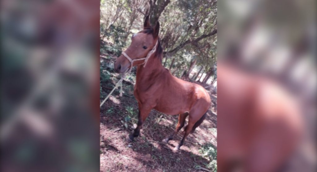 Internauta pede ajuda para localizar o cavalo ‘Faísca’, que sumiu no Jardim Veneza