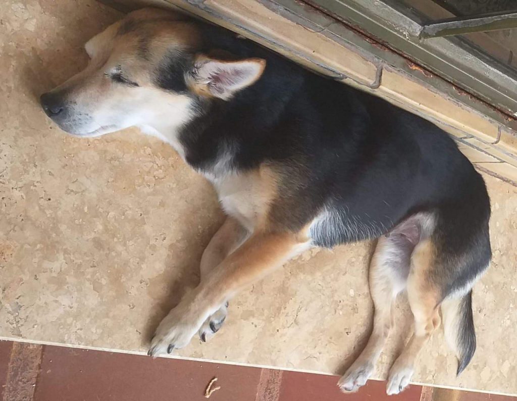 ‘Farofa’ desapareceu no Centro; proprietária busca pela cachorrinha