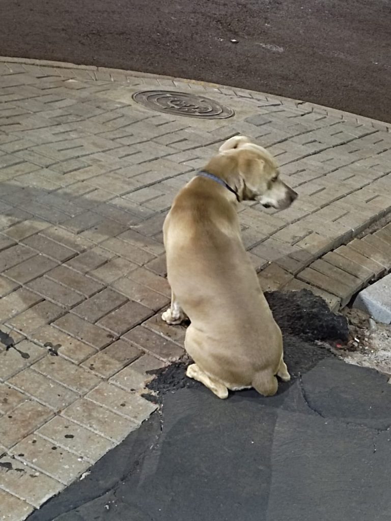 Cachorrinha está perdida no Bairro Tarumã