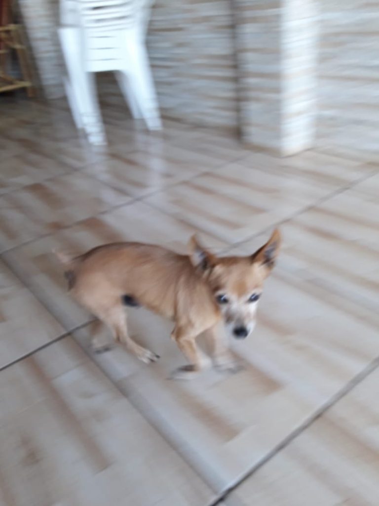 Cão idoso e cego desapareceu no Bairro Parque São Paulo