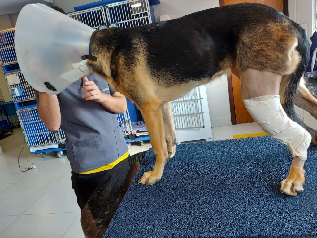 Moradora do Brasília pede ajuda para custear tratamento de cachorrinha que foi atropelada
