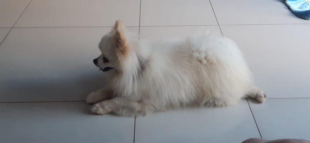 Cachorrinho spitz alemão está desaparecido na região do Jardim Gramado