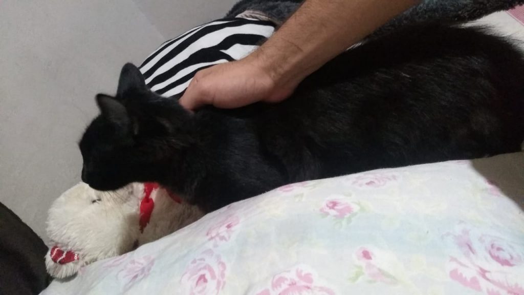 Gata é internada com hemorragia após sofrer ataque de cães e dono pede ajuda para custear tratamentos em clínica