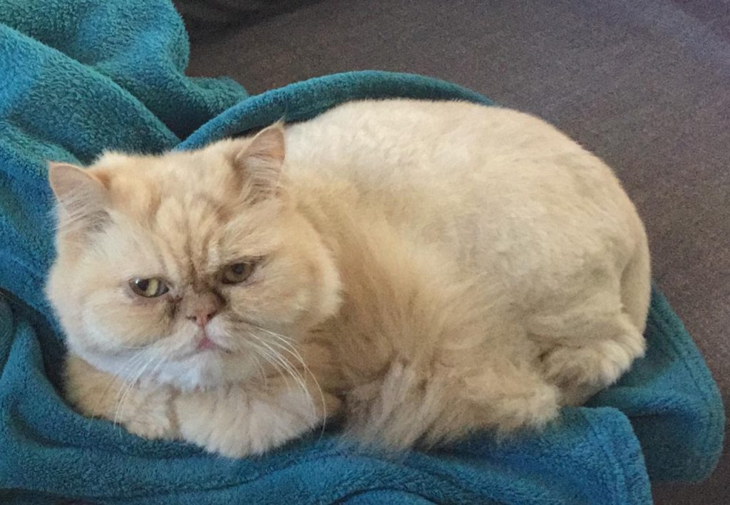 Gatinho que atende por ‘Shake’ sumiu na região do Bairro FAG