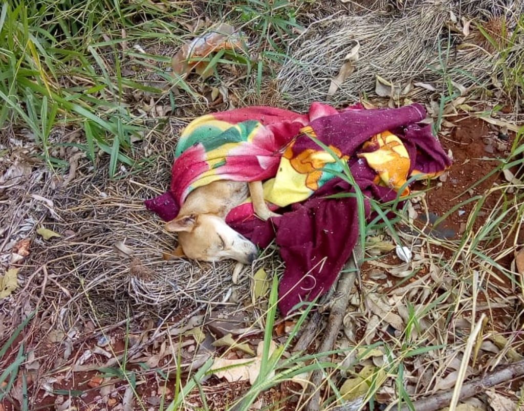 Cachorrinha que foi abandonada, agonizando é resgatada e protetores precisam de ajuda para custear tratamento