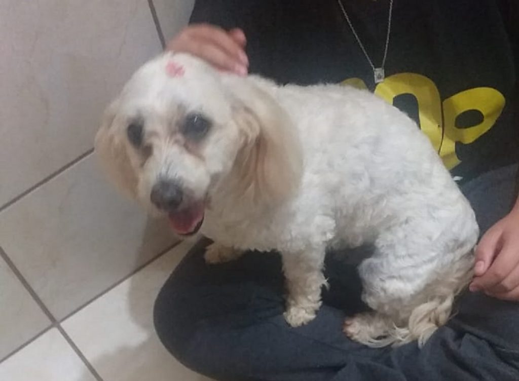 Internauta encontra cachorrinha e deseja devolvê-la ao tutor
