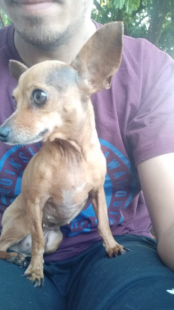 Pinscher “Pestinha” sumiu no Clarito