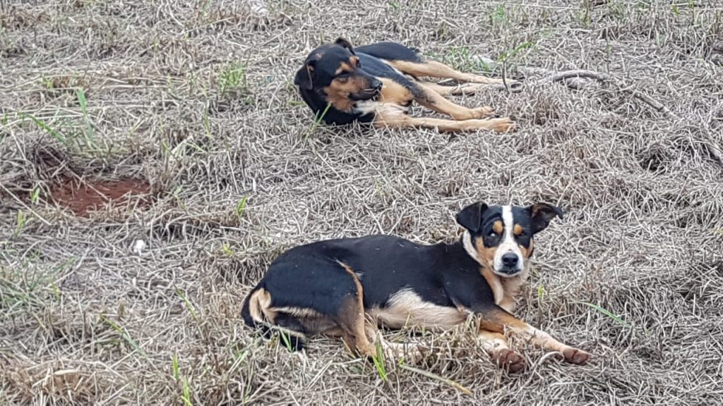 Cães ficam feridos ao serem atacados por porco-espinho no Bairro São Cristóvão Cães ficam feridos ao serem atacados por porco-espinho no Bairro São Cristóvão