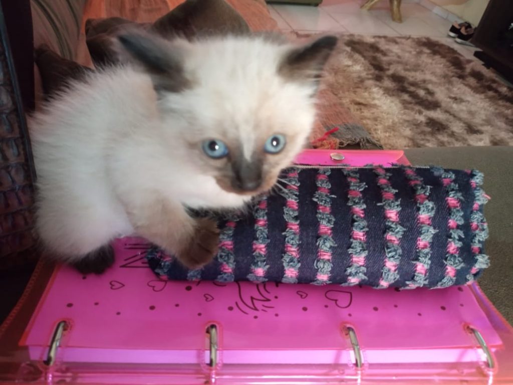 Filhote de gato que pertence a crianças está desaparecido na região do Bairro Tarumã