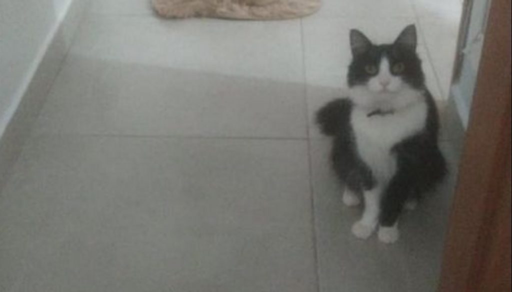 Gatinho que atende por ‘Boris’ sumiu na Avenida Brasil, região do Bairro Santa Cruz Gatinho que atende por ‘Boris’ sumiu na Avenida Brasil, região do Bairro Santa Cruz