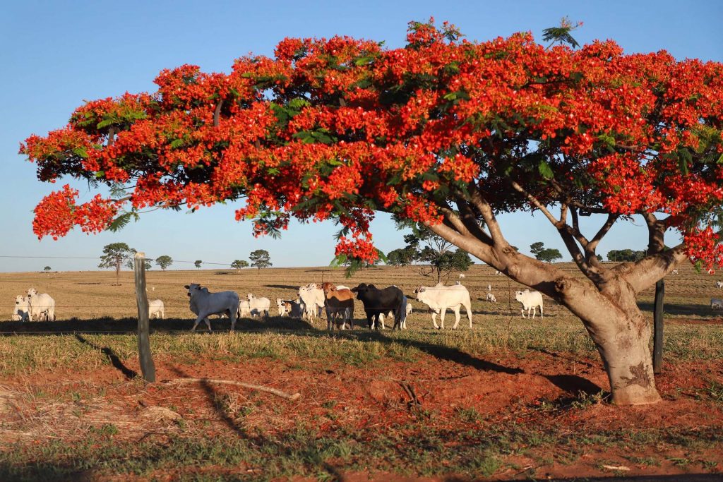 Evento online debate oportunidades para o agronegócio do Paraná após certificações internacionais