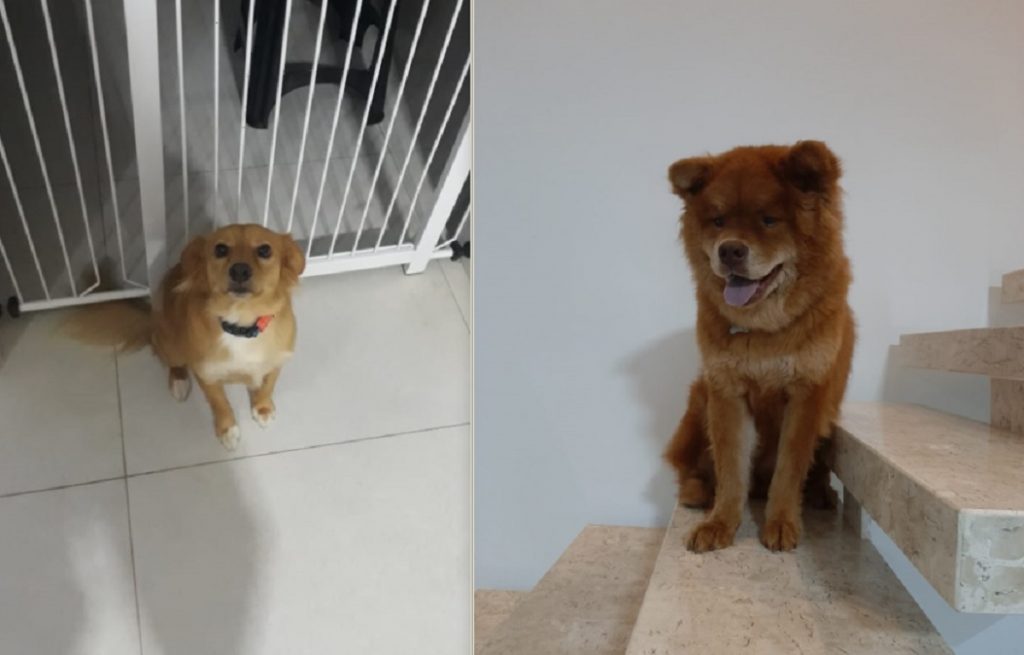 Cachorrinhos ‘Chico’ e ‘Pedregulho’ sumiram nas proximidades da Av. Rocha Pombo, no Pacaembu Cachorrinhos ‘Chico’ e ‘Pedregulho’ sumiram nas proximidades da Av. Rocha Pombo, no Pacaembu