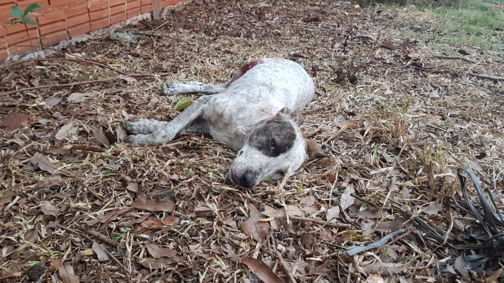 Sem condições de pagar tratamento em clínica, dono clama por ajuda à cachorrinho que foi atropelado por caminhão