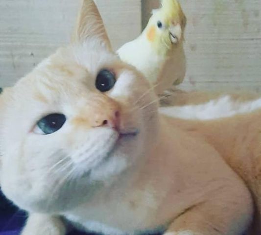 Gato de estimação está desaparecido na região do Conjunto Riviera Imagem referente a Gato de estimação está desaparecido na região do Conjunto Riviera
