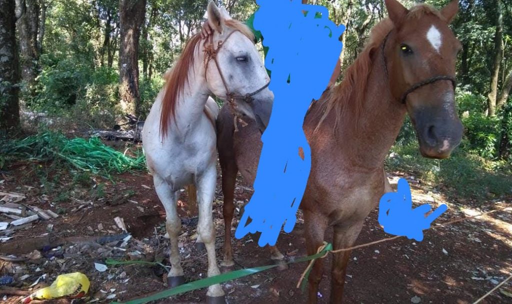 Dois cavalos escapam e estão desaparecidos na região do Jardim Melissa, em Cascavel