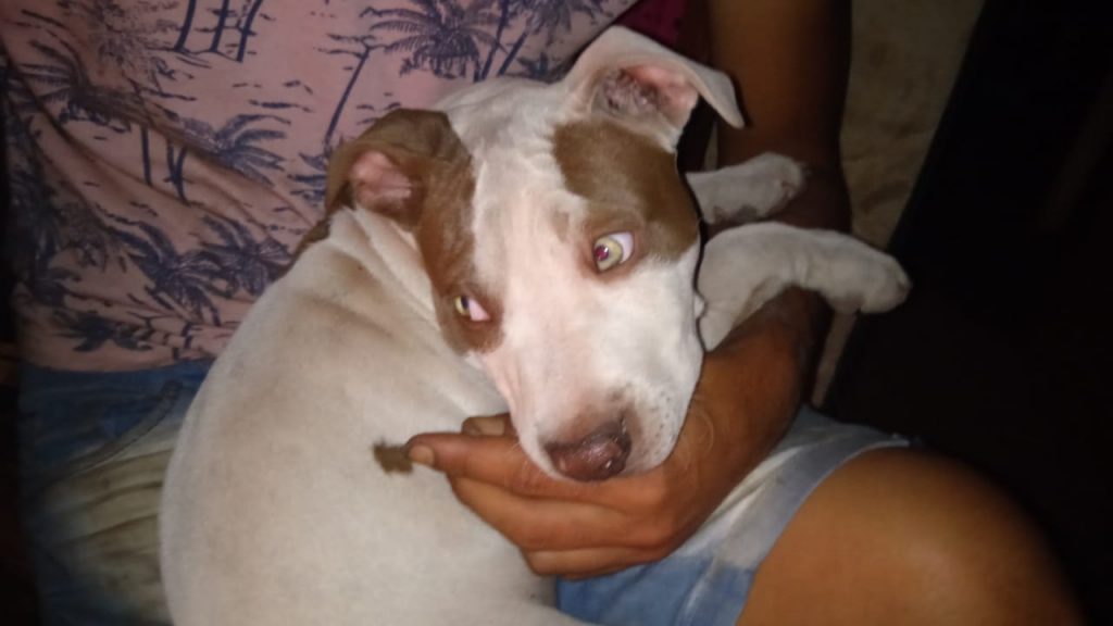 Cachorrinho ‘Zeus’ está desaparecido na região do Santa Cruz e donos pedem ajuda para encontrá-lo