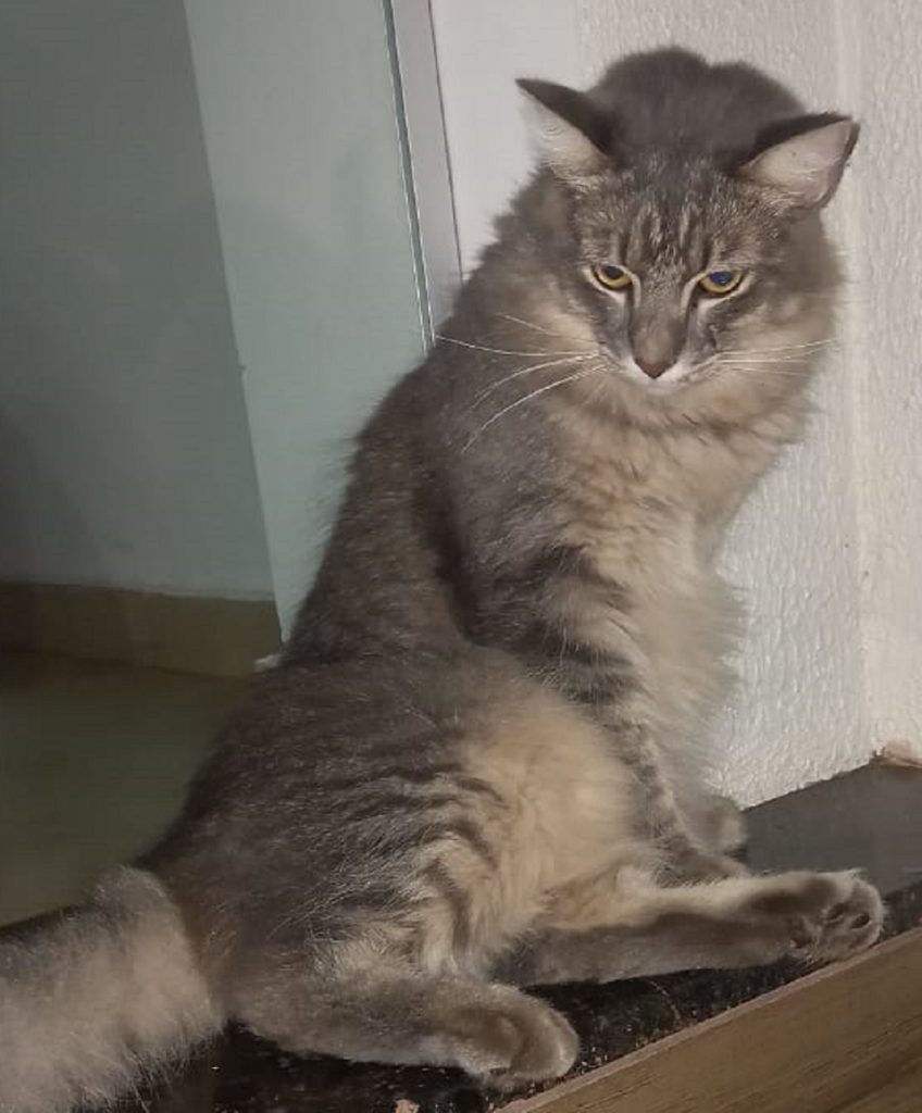 Internauta procura por dono de gato