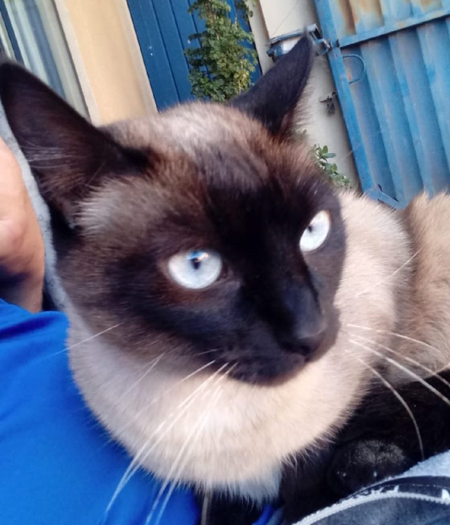 Mulher procura por gata que sumiu no Bairro Periolo