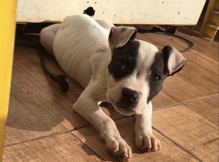 Cachorrinho “Thor” está desaparecido e dono pede ajuda para encontrá-lo