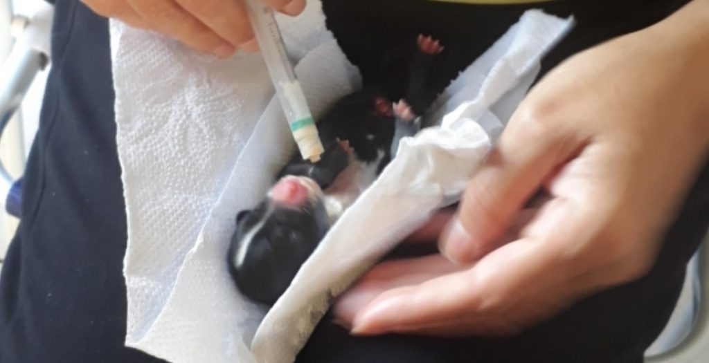 Após perderem a mãe, três cães recém nascidos precisam de cadela que esteja amamentando