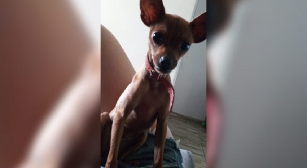 Cachorrinho “Nicki” está desaparecido e dona pede ajuda para encontrá-lo