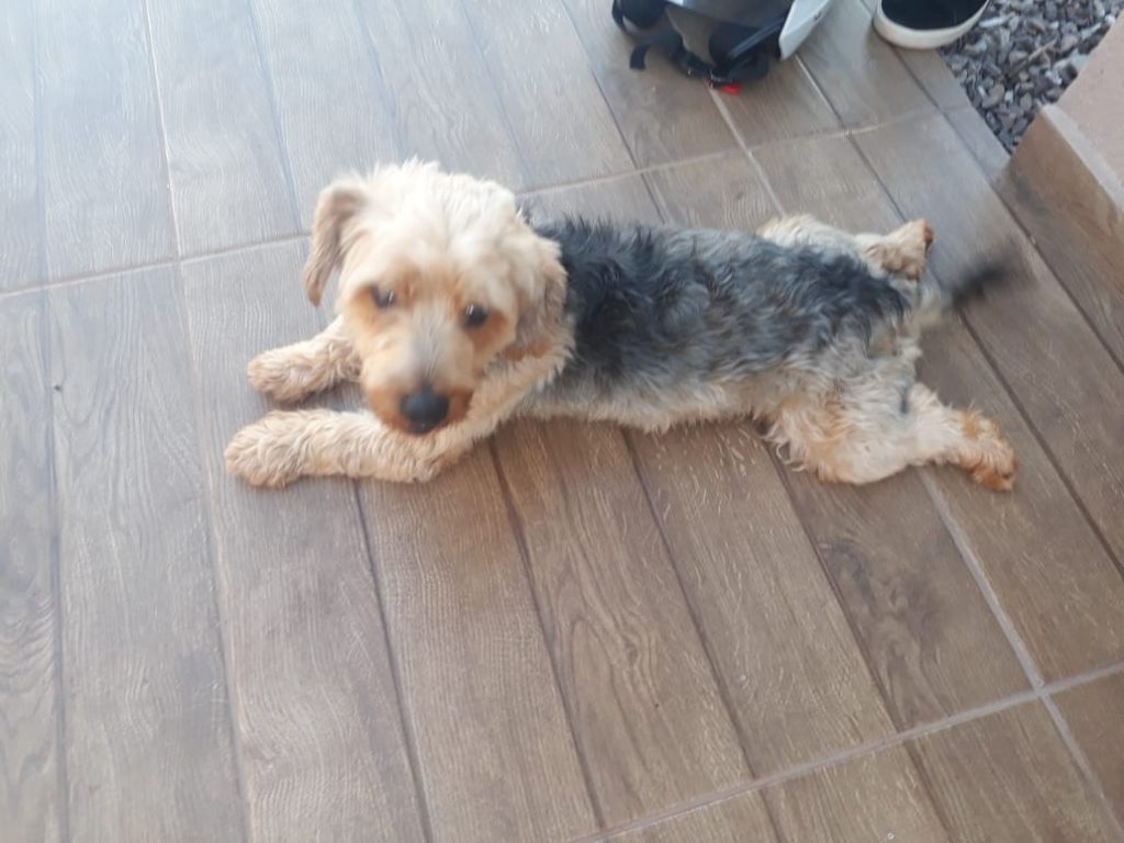 Cachorro é resgatado e internauta procura pelo dono