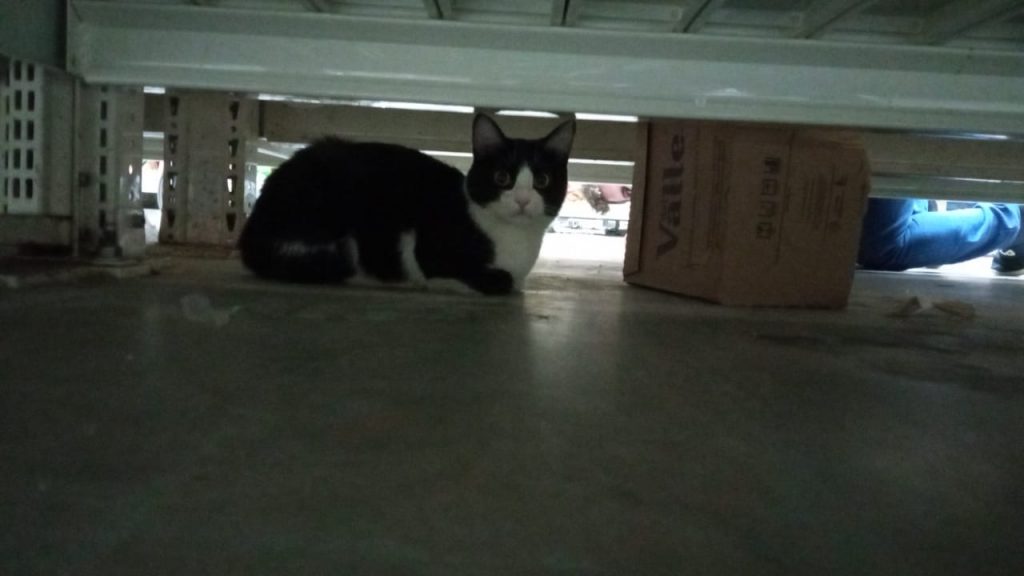 Gato foi encontrado em atacado na Avenida Tito Muffato