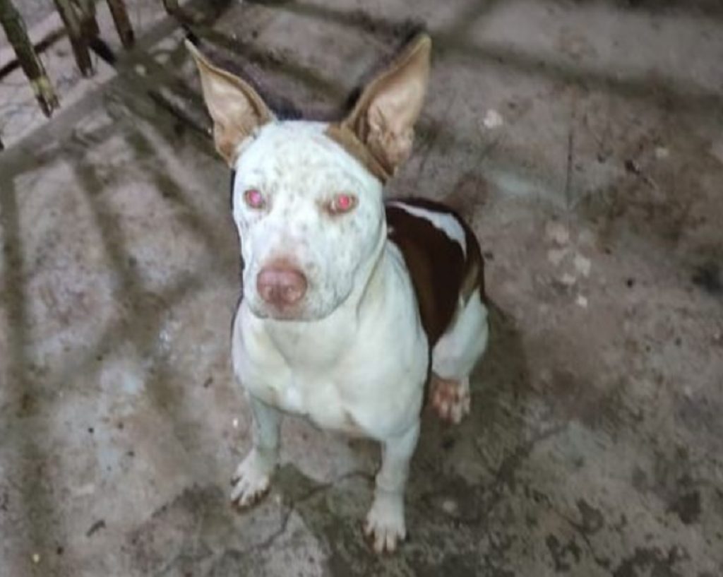 Cadelinha foi encontrada na região do Bairro Cataratas