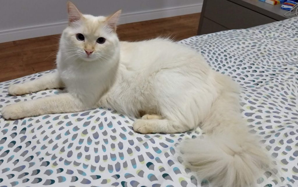 Você o viu? Gato “Gohan” está desaparecido no Jardim Gisela, em Toledo