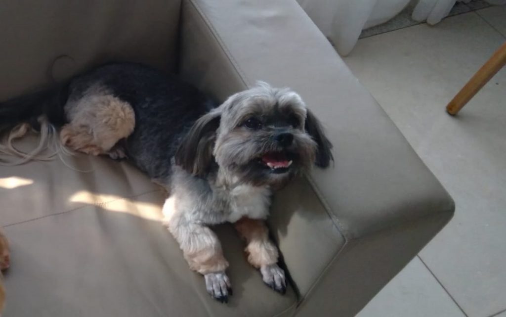 Cachorrinho “Dink” está desaparecido na Região do Lago e dona pede ajuda para localizá-lo