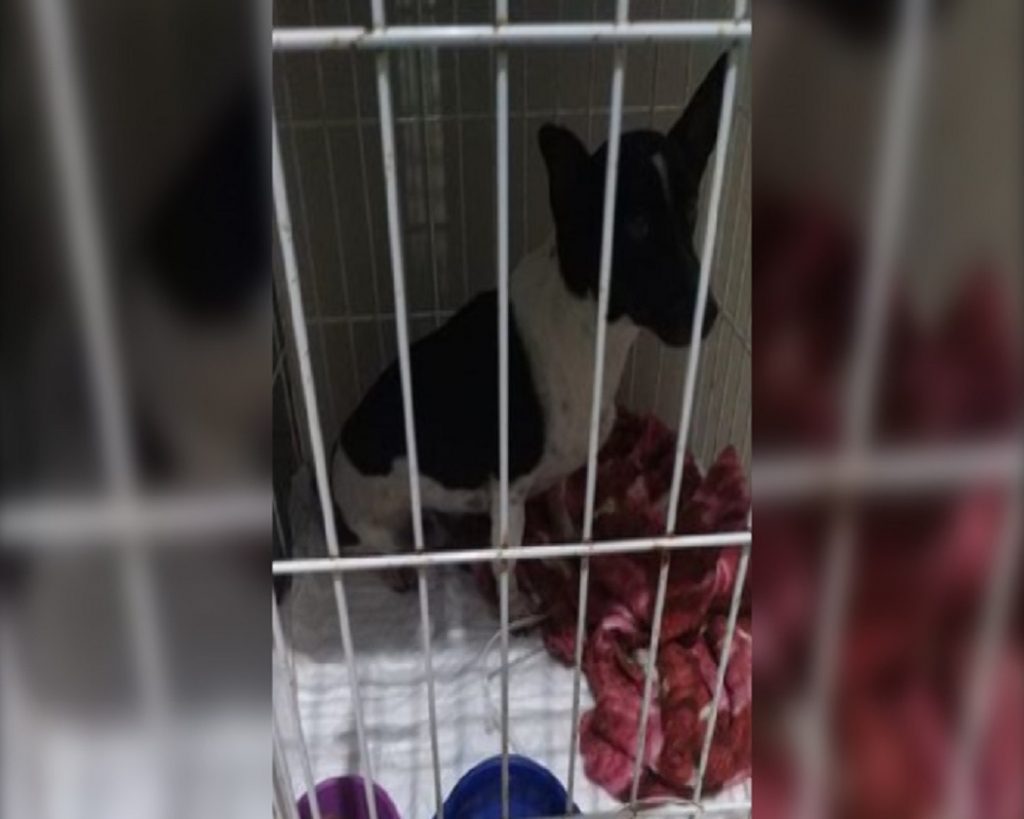 “Hulk”, que está sofrendo de anemia, está internado e dona pede ajuda para custear despesas do internamento
