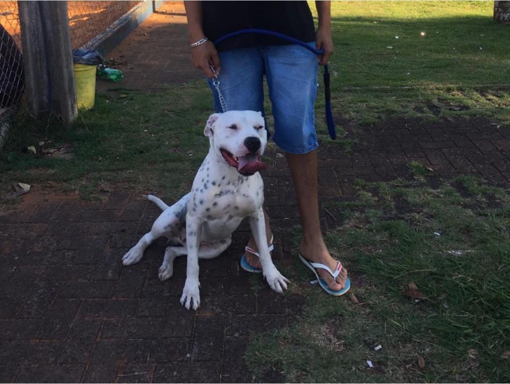 Cão que atende por ‘Brutus’ sumiu na região do Bairro Neva