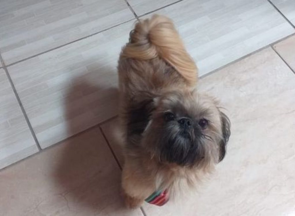 Cãozinho ‘Tody’ sumiu na região do Bairro Tarumã