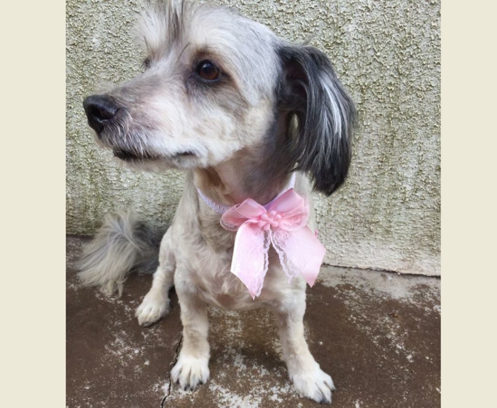 Cachorrinha que atende por ‘Fiona’ sumiu no Bairro Cataratas